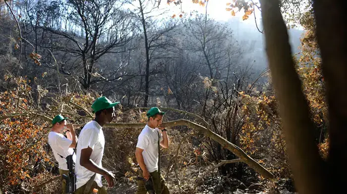 כאלף חיילי נח"ל מסייעים בפינוי ושיקום מסלולי ההליכה באזור אסון הכרמל, דצמבר 2010