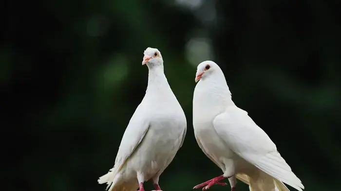 יונים יונים