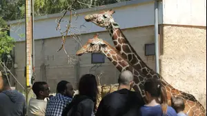 מבקרים בספארי רמת גן , אפריל 2015