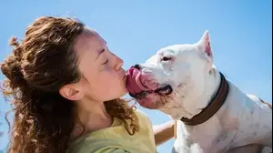 כלב מלקק פנים של בחורה