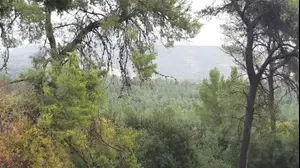 יער אשתאול וקבר הקדוש בירושלים שם הוכה הנרצח למוות בפרשת שובו בנים 01 בדצמבר 2021