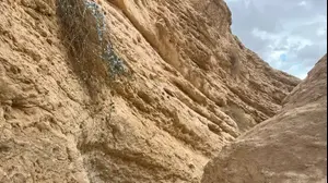 נחל גוב