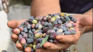 זיתים בביתן הבד, מושב יושיביה