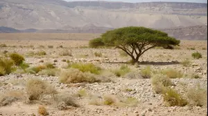 עץ במדבר יהודה