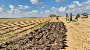 מאות דיות הורעלו בנגב