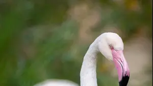 פלמינגו במדבריום