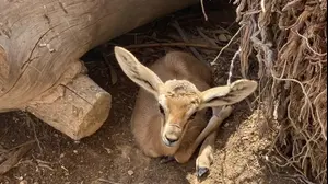 עופר חדש במדבריום