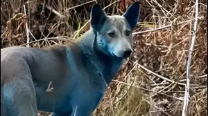 כלב כחול ליד צ'רנוביל