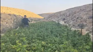 מבצע גדול להשמדת הסמים בנגב