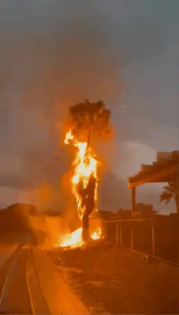 עץ דקל וושינגטוני עלה הבוקר באש, בעקבות פגיעת ברק.