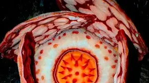 הפרח הנדיר Rafflesia hasseltii באינדונזיה