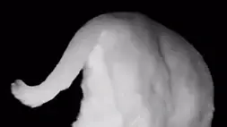 החיה הנדירה