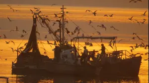 ספינת דיג, דגי כנרת, משק מלמד