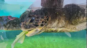 המרכז הארצי להצלת צבי הים בגן לאומי נחל אלכסנדר