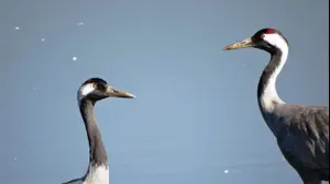 עגורים בישראל