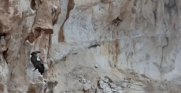 נשר בוהה במפל מרחב הר הנגב, דצמבר 2025