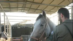 הסוס הגנוב שנמצא בנגב