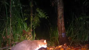 חתול נמרי שטוח-ראש התגלה בתאילנד אחרי 30 שנה