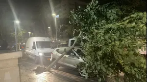 עץ קרס על רכב, עכו, 12 בינואר 2026