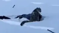 נמר שלג תקף גולש סקי בסין