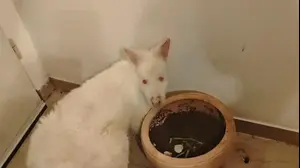 הקנגרו שנמצא בדירה בתל אביב 5 פברואר 2026