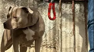 קורבן הותקף על ידי כלב פיטבול לאחר שסירב לקנות סמים מבעליו