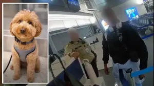 הכלב שננטש בשדה התעופה בלאס וגאס