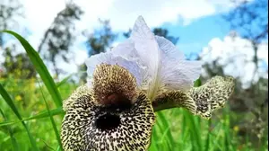 אירוס נצרתי פארק האירוס