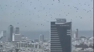 עורבים בשמי תל אביב