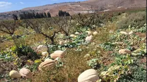 הדלעות בין עצי השזיף ליד הגבול עם לבנון