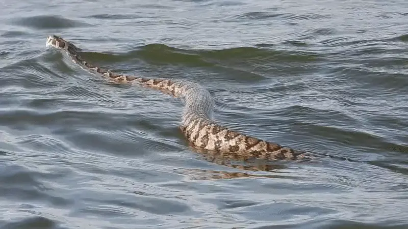 נחש צפע שוחה במעין צבי
