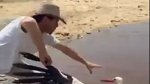 שרווד מחלץ חסידה חיה מאתר דודאים