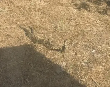 זוג נחשי צפע בקרב בחוף הכרמל