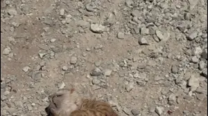 בין חאן יונס לרפיח: תנאי הזוועה של לוחמי המילואים בלב השטח הפלסטיני