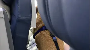 כלב על מגש האוכל במטוס