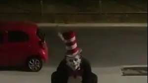 טרנד הרשתות שהופך את חתול תעלול לדמות מסרט אימה
