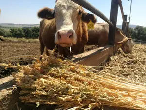 מזריע פרות שזרועו כמעט נתלשה - יפוצה ביותר מ-100 אלף שקל