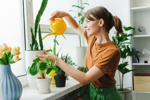 אתם משקים את העציצים לא נכון! המומחים חושפים את השיטה היעילה ביותר