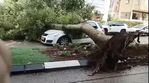 בעקבות מזג האוויר: עץ קרס על רכב בהרצליה | תיעוד