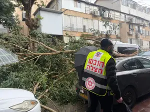 מזג אוויר סוער ברחבי הארץ: עצים קרסו על רכבים בבני ברק ובאשקלון - ופצעו נהגים | תיעוד