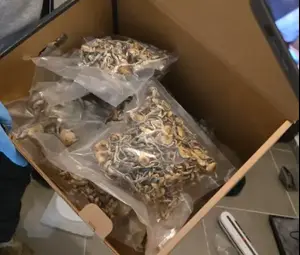 לאחר שנחשפה מעבדה לייצור פטריות הזיה בבעלותו: הצהרת תובע נגד תושב אשקלון