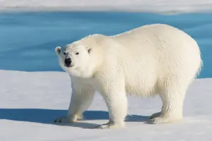 "ארקטי" פירושו דוב, "אנטארקטיקה" זה "ההפך מהדוב": אבל זה ממש לא בגלל דובי הקוטב