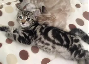 החתול נעלם והבעלים גילתה את האמת על גורלו רק אחרי 10 שנים