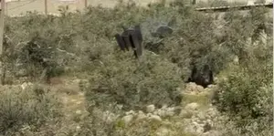 תיעוד חריג מהשומרון: חלק ענק מטיל איראני - שנתקע ישר באדמה