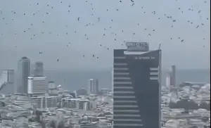 תיעוד חריג בתל אביב: להקת עורבים ענקית עוררה בהלה ו