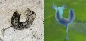 מאובנים מסין חושפים: החיים המורכבים על כדור הארץ צמחו מיליוני שנים מוקדם יותר ממה שחשבנו