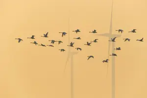 כמה ציפורים מתות מטורבינות רוח? ממצאים מפתיעים חדשים