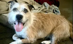 המראה מטעה: בעלת הכלב עשתה לו בדיקת דנ