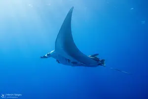 צל ענק במים: היצור הנדיר שהפתיע את מפרץ אילת. צפו