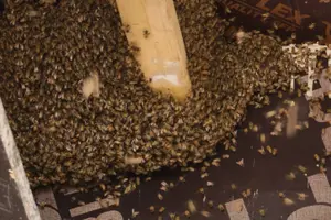 המכה חוזרת: נחילי דבורים מטילים אימה בתושבי נתיבות